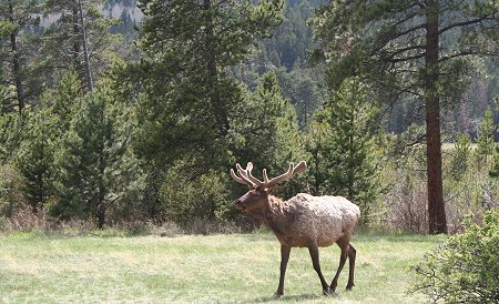 elk in Rocky Mountain National Park
