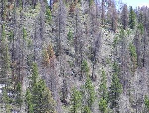 Colorado pine forest