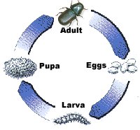 mountain pine beetle reproduction cycle
