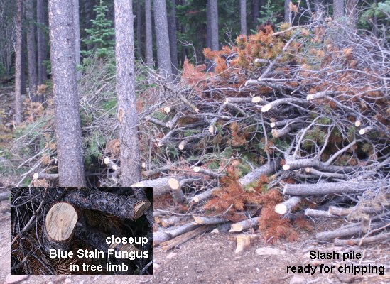 pine beetle slash pile
